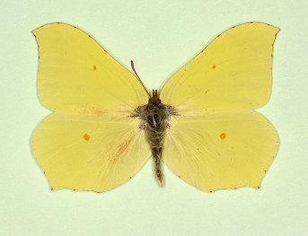 ab. nov Brimstone (Gonepteryx rhamni)
