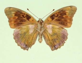 nigricans Silver-washed Fritillary (Argynnis paphia)