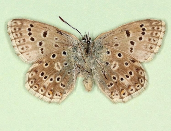 postlunulata Chalkhill Blue (Polyommatus (Lysandra) coridon)