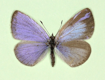 Mosaic gynandromorph Holly Blue (Celastrina argiolus)