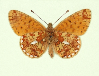 ab. nov Pearl-bordered Fritillary (Boloria euphrosyne)