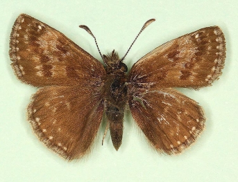 Bilateral gynandromorph Dingy Skipper (Erynnis tages)