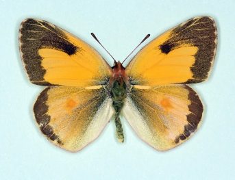 nigrofasciata Clouded Yellow (Colias croceus)