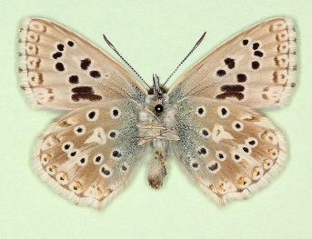 i-nigrum-arcuata Chalkhill Blue (Polyommatus (Lysandra) coridon)