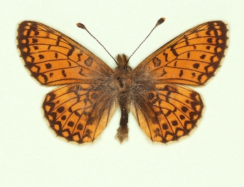 extenuata Small Pearl-bordered Fritillary (Boloria selene)