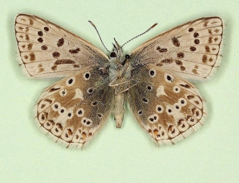 fumidescens Chalkhill Blue (Polyommatus (Lysandra) coridon)