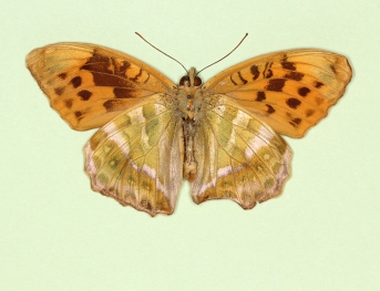 asymmetrical Silver-washed Fritillary (Argynnis paphia)