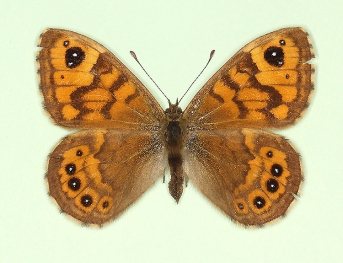 alberti Wall (Lassiommata megaera)