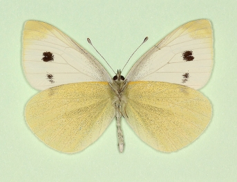 subtusmagnomaculata Small White (Pieris rapae)