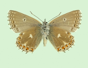 krodeli Adonis Blue (Polyommatus (Lysandra) bellargus)