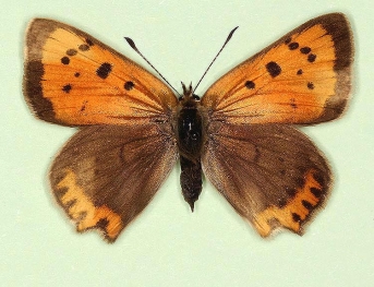 oblitera + pathological Small Copper (Lycaena phlaeas)