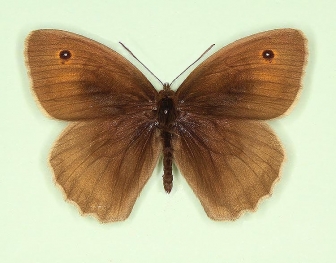 Meadow Brown (Maniola jurtina)