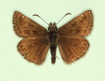 alcoides Dingy Skipper (Erynnis tages)