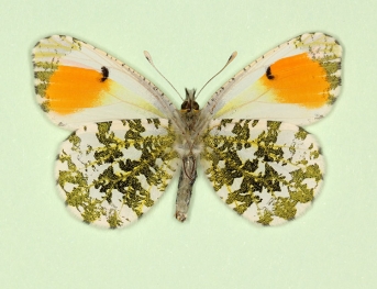 gynandromorph Orange-tip (Anthocharis cardamines)