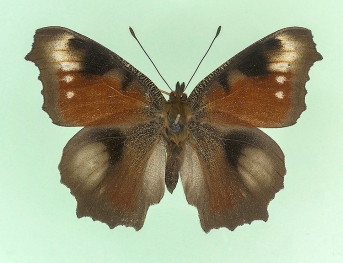 belisaria + brunnea Peacock (Inachis io)