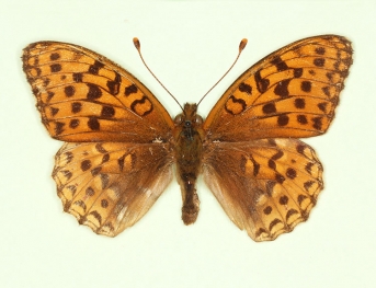 pathological High Brown Fritillary (Argynnis adippe)