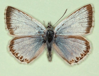 postcuneata Chalkhill Blue (Polyommatus (Lysandra) coridon)