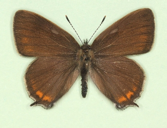 Black Hairstreak (Satyrium pruni)