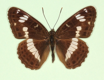 interrupta White Admiral (Limenitis camilla)