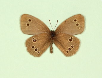 minor Ringlet (Aphantopus hyperanthus)