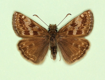 transversa Dingy Skipper (Erynnis tages)