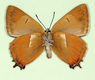 unistrigata Brown Hairstreak (Thecla betulae)