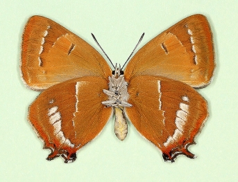 nov Brown Hairstreak (Thecla betulae)