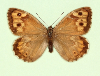 tripuncta Grayling (Hipparchia semele)