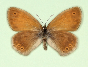 marsicolor Large heath (Coenonympha tullia)