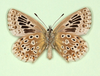 Blues, Coppers and Hairstreaks (Lycaenidae)