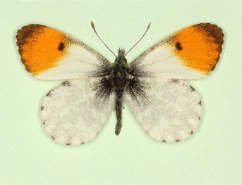 nov Orange-tip (Anthocharis cardamines)