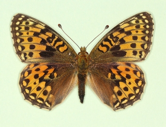 nov Dark Green Fritillary (Argynnis aglaja)