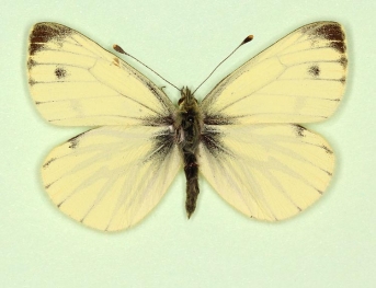 flavescens Green-veined White (Pieris napi)