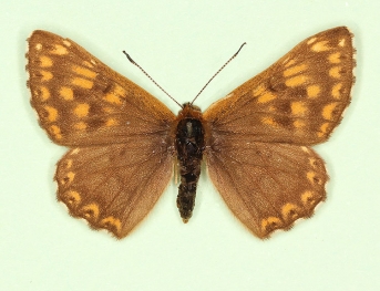 semibrunnea Duke of Burgundy (Hamearis lucina)