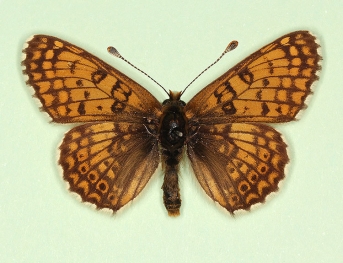 gracilens Glanville Fritillary (Melitaea cinxia)