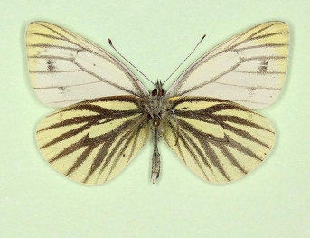 nov Green-veined White (Pieris napi)