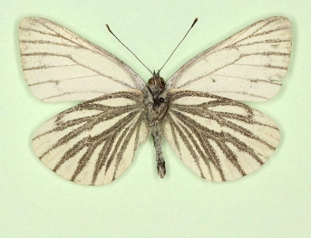 nov Green-veined White (Pieris napi)