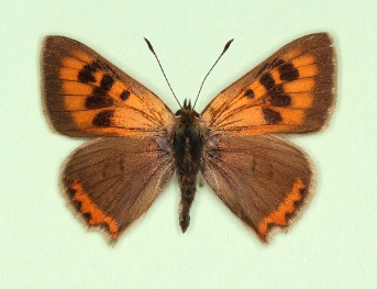 centriconjuncta Small Copper (Lycaena phlaeas)