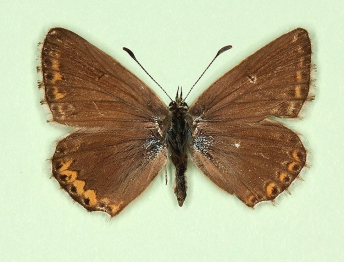 somatic mosaic Chalkhill Blue (Polyommatus (Lysandra) coridon)
