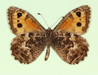 addenda Grayling (Hipparchia semele)