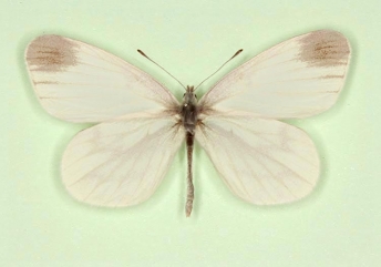 Wood White (Leptidea sinapis)