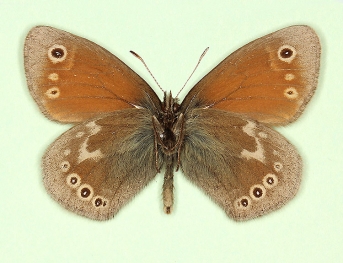 antedefasciata Large heath (Coenonympha tullia)