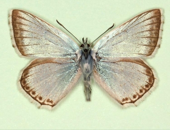 cinnereamargo Chalkhill Blue (Polyommatus (Lysandra) coridon)