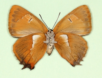 unistrigata Brown Hairstreak (Thecla betulae)