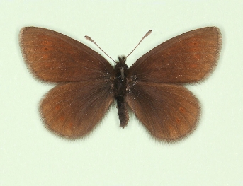 obsoleta Mountain Ringlet (Erebia epiphron)