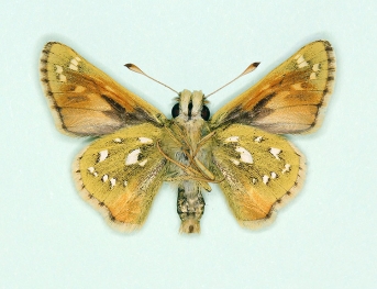 trans ab. dupuyi Silver-spotted Skipper (Hesperia comma)