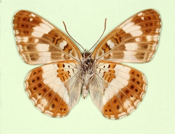nov White Admiral (Limenitis camilla)
