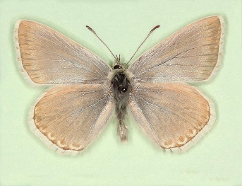 livida Chalkhill Blue (Polyommatus (Lysandra) coridon)