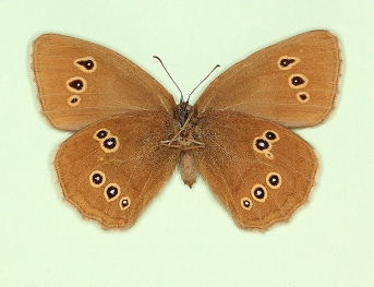 ab. nov Ringlet (Aphantopus hyperanthus)