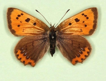 oblitera + caeruleopunctata Small Copper (Lycaena phlaeas)